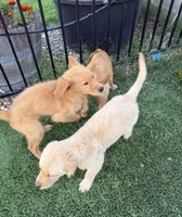 🐾 Meet Your New Best Friend, a male Golden Retriever for sale in Oroville, CA – 4 of 6