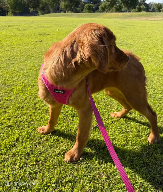 Dark Golden Retriever Female – Golden Retriever puppy for sale in Sacramento, CA