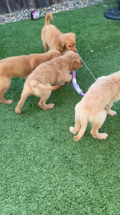 🐾 Meet Your New Best Friend, a male Golden Retriever for sale in Oroville, CA – 6 of 6