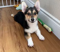 Sweet Corgi Male Puppy, a male Pembroke Welsh Corgi for sale in Sacramento, CA – 1 of 3