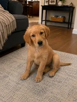 AKC Purebred Golden Retriever, a female Golden Retriever for sale in Sacramento, CA – 1 of 3