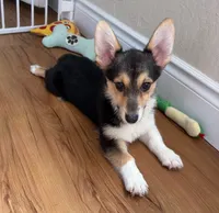 Sweet Corgi Male Puppy, a male Pembroke Welsh Corgi for sale in Sacramento, CA – 2 of 3
