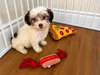  Adorable Havanese Female Puppy - Ready Now, a female Havanese for sale in Sacramento, CA – 4 of 5