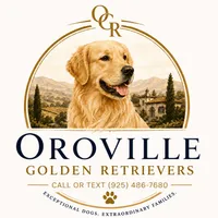🐾 Meet Your New Best Friend, a male Golden Retriever for sale in Oroville, CA – 5 of 6