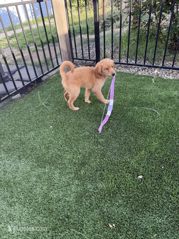 🐾 Meet Your New Best Friend – Golden Retriever puppy for sale in Oroville, CA