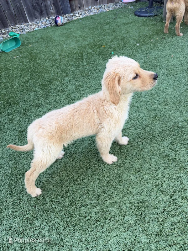 Sweet AKC Golden Female – Golden Retriever puppy for sale in Oroville, CA