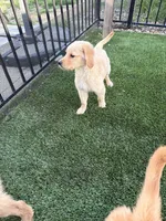 Sweet AKC Golden Female, a female Golden Retriever for sale in Oroville, CA – 2 of 6
