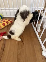  Adorable Havanese Female Puppy - Ready Now, a female Havanese for sale in Sacramento, CA – 3 of 5