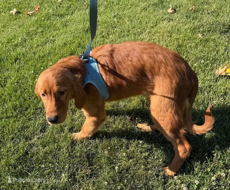 Dark Golden Retriever Male – Golden Retriever puppy for sale in Sacramento, CA