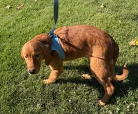 Dark Golden Retriever Male, a male Golden Retriever for sale in Sacramento, CA – 1 of 6