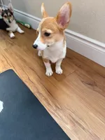 Lovable Corgi Female Puppy, a female Pembroke Welsh Corgi for sale in Sacramento, CA – 2 of 5