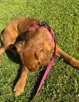 Dark Golden Retriever Female, a female Golden Retriever for sale in Sacramento, CA – 3 of 7