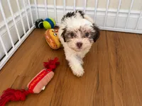  Adorable Havanese Female Puppy - Ready Now, a female Havanese for sale in Sacramento, CA – 2 of 5