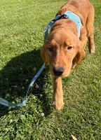 Dark Golden Retriever Male, a male Golden Retriever for sale in Sacramento, CA – 2 of 6