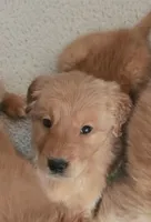 AKC Purebred Golden Retriever, a male Golden Retriever for sale in Sacramento, CA – Photo 3 of 9