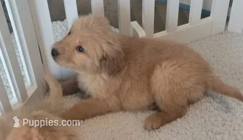 AKC Purebred Golden Retriever