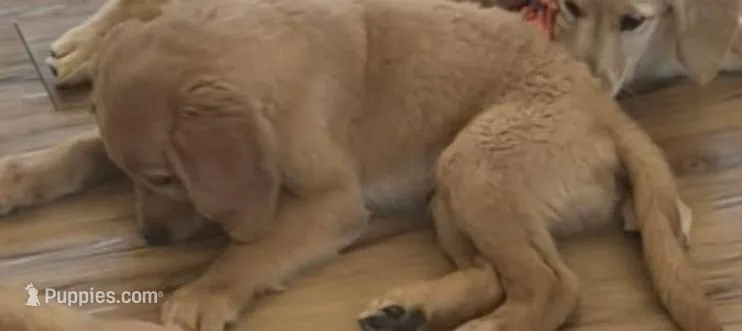 AKC Purebred Golden Retriever – Golden Retriever puppy for sale in Sacramento, CA