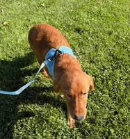 Dark Golden Retriever Male, a male Golden Retriever for sale in Sacramento, CA – 5 of 6