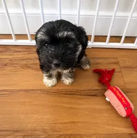 Adorable Havanese Male Puppy - Ready Now, a male Havanese for sale in Sacramento, CA – 1 of 5
