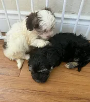 Adorable Havanese Male Puppy - Ready Now, a male Havanese for sale in Sacramento, CA – 4 of 5