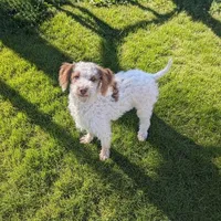 Ben - AKC Mini Poodle purebred, a male Poodle - Miniature  for sale in Sacramento, CA – Photo 2 of 2