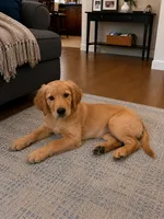 AKC Purebred Golden Retriever, a female Golden Retriever for sale in Sacramento, CA – 2 of 3