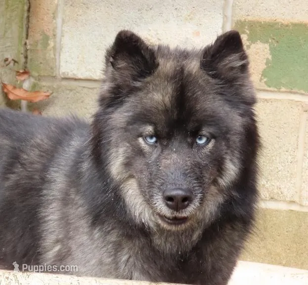Agouti Girl, a female Siberian Husky for sale in Hiawassee, GA – 1 of 6