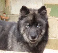 Agouti Girl, a female Siberian Husky for sale in Hiawassee, GA – 1 of 6