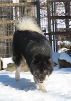 Agouti Girl, a female Siberian Husky for sale in Hiawassee, GA – 2 of 6