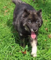 Agouti Girl, a female Siberian Husky for sale in Hiawassee, GA – 6 of 6