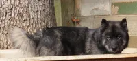 Agouti Girl, a female Siberian Husky for sale in Hiawassee, GA – 3 of 6