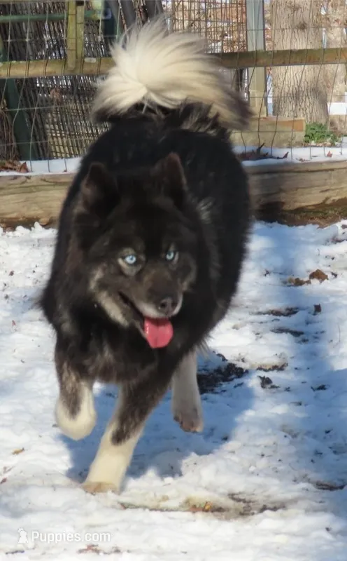 Agouti Girl – Siberian Husky puppy for sale in Hiawassee, GA