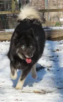 Agouti Girl, a female Siberian Husky for sale in Hiawassee, GA – 4 of 6