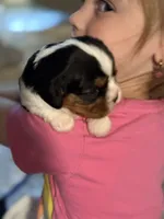 May-May, a female Cavalier King Charles Spaniel for sale in Picayune, MS – 3 of 10