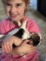 May-May, a female Cavalier King Charles Spaniel for sale in Picayune, MS – 5 of 10