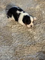 Lance, a male Cavalier King Charles Spaniel for sale in Picayune, MS – 9 of 10