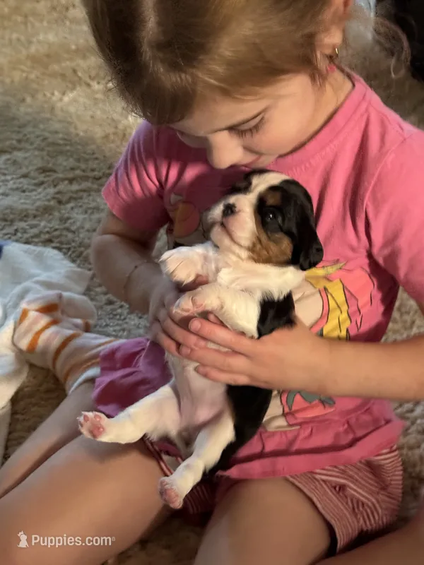 Bear – Cavalier King Charles Spaniel puppy for sale in Picayune, MS