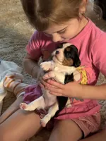Bear, a male Cavalier King Charles Spaniel for sale in Picayune, MS – 1 of 9