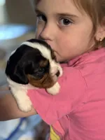 May-May, a female Cavalier King Charles Spaniel for sale in Picayune, MS – 2 of 10