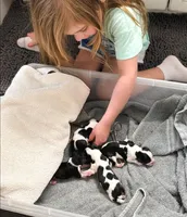 Bear, a male Cavalier King Charles Spaniel for sale in Picayune, MS – 6 of 9