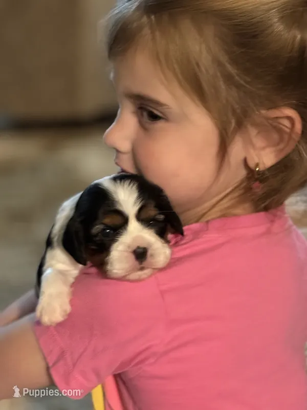Dottie – Cavalier King Charles Spaniel puppy for sale in Picayune, MS