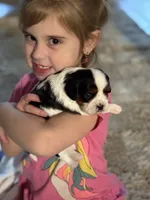 Lance, a male Cavalier King Charles Spaniel for sale in Picayune, MS – 6 of 10