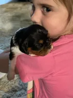 Poppy, a female Cavalier King Charles Spaniel for sale in Picayune, MS – 7 of 10