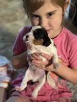 Lance, a male Cavalier King Charles Spaniel for sale in Picayune, MS – 10 of 10