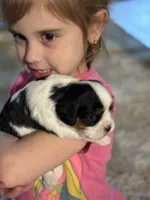 Lance, a male Cavalier King Charles Spaniel for sale in Picayune, MS – 3 of 10