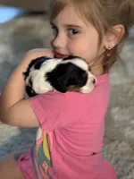 Lance, a male Cavalier King Charles Spaniel for sale in Picayune, MS – 8 of 10