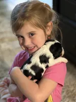 Dottie, a female Cavalier King Charles Spaniel for sale in Picayune, MS – 3 of 10