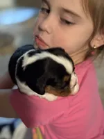 May-May, a female Cavalier King Charles Spaniel for sale in Picayune, MS – 6 of 10