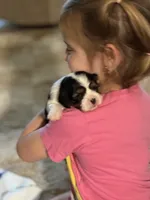 Dottie, a female Cavalier King Charles Spaniel for sale in Picayune, MS – 2 of 10