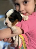 Lance, a male Cavalier King Charles Spaniel for sale in Picayune, MS – 4 of 10